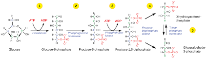 Glucose is used in the cellular respiration to produce energy in the form of atp. Cellular Respiration Biology For Majors I