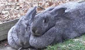 It is under community → pets which is supposed to be a pet discussion area of the. Flemish Giant Rabbits Care And Breeding Northern Nester