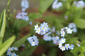 First, choose a spot with partial sunlight. Royalty Free Blue Forget Me Not Photos Free Download Pxfuel