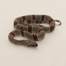 Select from hundreds of pet classifieds that will meet your preference. Snakes For Sale Buy Snakes Online At Exotic Pets Uk