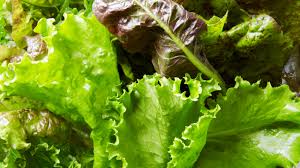 Check spelling or type a new query. 18 Types Of Lettuce And The Best Ways To Eat Each One Epicurious
