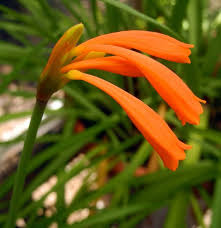 Image result for Cyrtanthus breviflorus