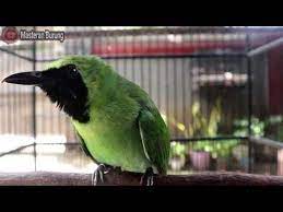  Pancingan Cucak Ijo Gacor Ngentrok Masteran Burung Bird Animals Places To Visit