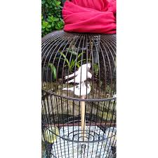 We did not find results for: Jual Burung Kenari Panda Sepasang Jantan Betina Shopee Indonesia