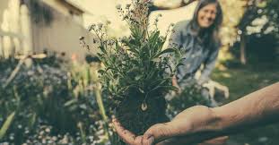 If you're keeping your plants in pots, this dirt should be fine for quite a while. How To Plant Flowers Gardening Channel