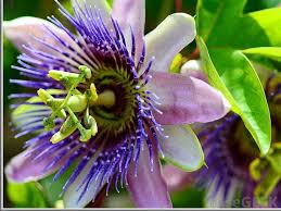 Since thousands of years, herbal medicines have been. What Is The Difference Between Valerian And Passion Flower
