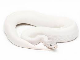 Super Mojave Morph List World Of Ball Pythons Ball Python Ball Python Morphs Cute Snake