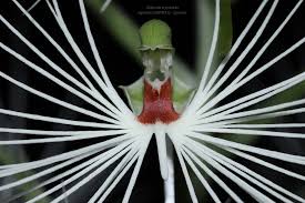 Image result for Habenaria tenuispica