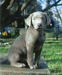 Dallas Jpg 665 808 Pixels Cute Animals Cute Dogs Animals Beautiful