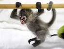 White Spider Monkey Meme