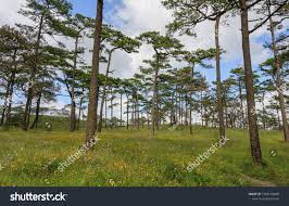 And Pine Tree Forest With Sunset Light On Phu Soi Dao National Park Thailand Sponsored Affiliate Sunset Light Fores Pine Trees Forest Forest Sunset Tree