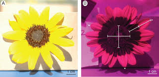 Check spelling or type a new query. Not For Your Eyes Ultraviolet Patterns In Sunflowers