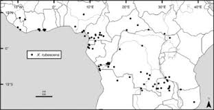 Image result for Dielsiothamnus divaricatus