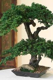 Hautelook Bonsai Tree Types Bonsai Tree Bonsai Art