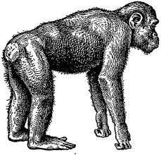 Arboreal Gathering Terrestrial Traveling Chapter 8 Chimpanzee