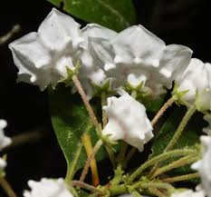 Image result for Landolphia cuneifolia