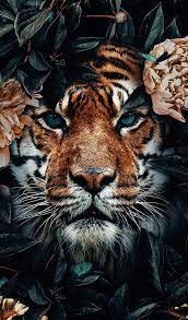 Mooie dieren achtergronden hd dieren wallpapers afbeelding foto 1 jpg 1 600 900 pixels dieren schattige dieren schattigste dieren. Wp Tiger Standard Xs Luipaard Print Achtergrond Foto Achtergronden Achtergronden