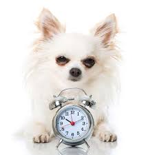 Jul 14, 2015 · dogs and time we know dogs have circadian rhythms, and are sensitive to day and night, as well as certain times of day. Do Dogs Have A Sense Of Time Does Your Dog Miss You