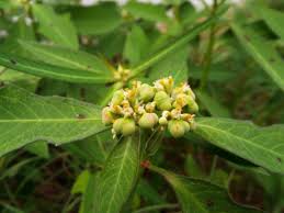 Image result for Euphorbia heterophylla