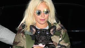The suspects who allegedly dognapped lady gaga's 2 french bulldogs and shot her dog walker have been arrested, law enforcement sources tell tmz. Lady Gaga S Dog Walker S Friend Says He Absolutely Would Ve Been Protecting Dogs Before Shooting Exclusive Entertainment Tonight