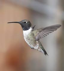 Tattoo hummingbird dark side on the head. Hummingbirds In Colorado 8 Species With Pictures Wild Bird World