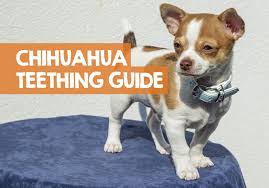 During the first few days, chihuahua puppies mostly drink their mother's milk and sleep. Chihuahua Puppy Teething Stages Age Timeline Of Baby Teeth