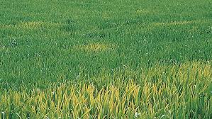 Image result for rez rzivost ostru%u017Einy