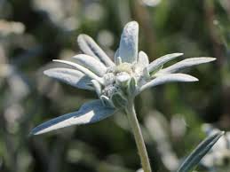 Alpen Edelweiss Leontopodium Alpinum Fur Deinen Garten