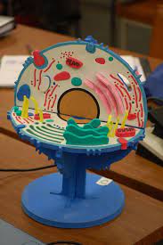 cell model kit cell model animal cell project cells project