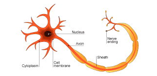 A labeled diagram of the animal cell and its organelles. Bbc Bitesize Neuron Motor Neuron Nervous System Projects Neurons