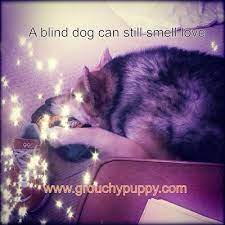 A Blind Dog Can Still Smell Love Animal Love Quotes Blind Dog Dog Quotes