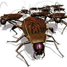 The best precautions to prevent pest infestation are prevention (spraying for them outside and inside your home), pay close attention to areas like bathrooms and the kitchen , and have a professional do an evaluation of your home once a year. Integrating Pest Management Procedures To Protect Food Safety