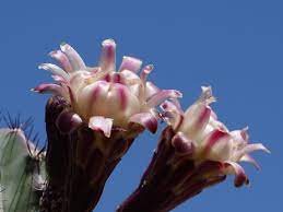 Check spelling or type a new query. Cactus Flowers Album On Imgur