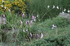 Image result for Gladiolus unguiculatus