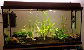 150 Litre Bitkili Akvaryumum Ilk Ve Son Hali