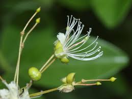 Image result for Capparis citrifolia