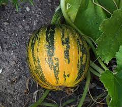 Kakai Hulless Pumpkin Pumpkin Planting Pumpkins Pumpkin Seeds