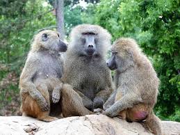 Olive Baboons In 2020 Baboon Animals Wild Monkey Pictures