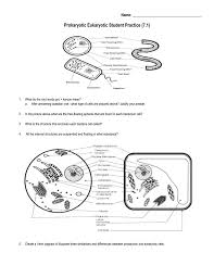 Bacteria used to be considered as the only category of prokaryotic cells, but in 1990 a second group, the archaea. Prokaryotic Eukaryotic Student Practice