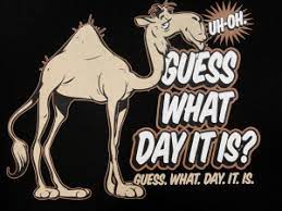 Maybe a geico commercial for camel insurance? Geico Hump Day Commercial Camel T Shirts Bewild