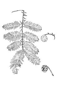 Image result for Metasequoia glyptostroboides