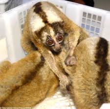 Powerful New Video Reveals The Tragic Plight Of Slow Lorises Being Kept As  Pets; Support International Animal Rescues Campaign Against This  Deplorable Trade! - World Animal News