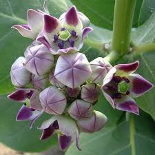Calotropis Procera Giant Milkweed Luca And Micaela Nursery Facebook