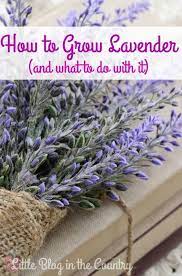How To Grow Lavender Rurally Prepping Growing Lavender Lavender Garden Organic Gardening Tips