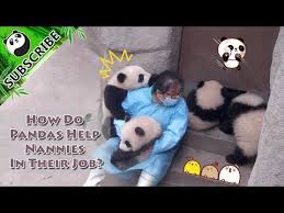 I Believe I Can Fly I Believe I Can Touch The Sky Ok Never Mind Youtube Panda Save The Pandas Cute Animal Videos