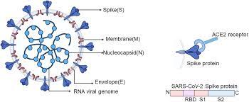 Become an official corona certified user! Frontiers Antibodies And Vaccines Target Rbd Of Sars Cov 2 Molecular Biosciences