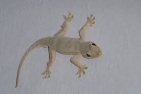 Maybe you would like to learn more about one of these? Kejatuhan Cicak Di Dada Paha Atau Tubuh Ini Mitosnya