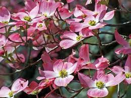 Disease Resistant Dogwood Trees Pink Dogwood Pink Dogwood Tree Dogwood Trees