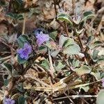 Image result for Dyschoriste radicans