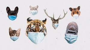 Animals are multicellular, eukaryotic organisms of the kingdom animalia (also called metazoa). Can Animals Get Covid 19 Vox